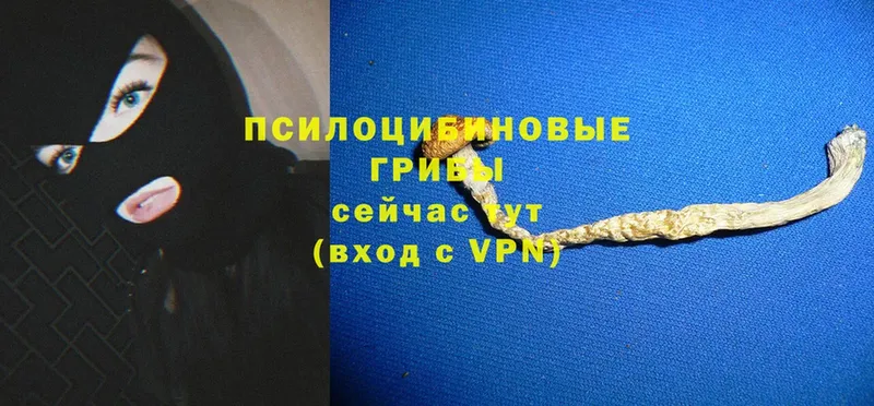 Галлюциногенные грибы Psilocybe  Новопавловск 